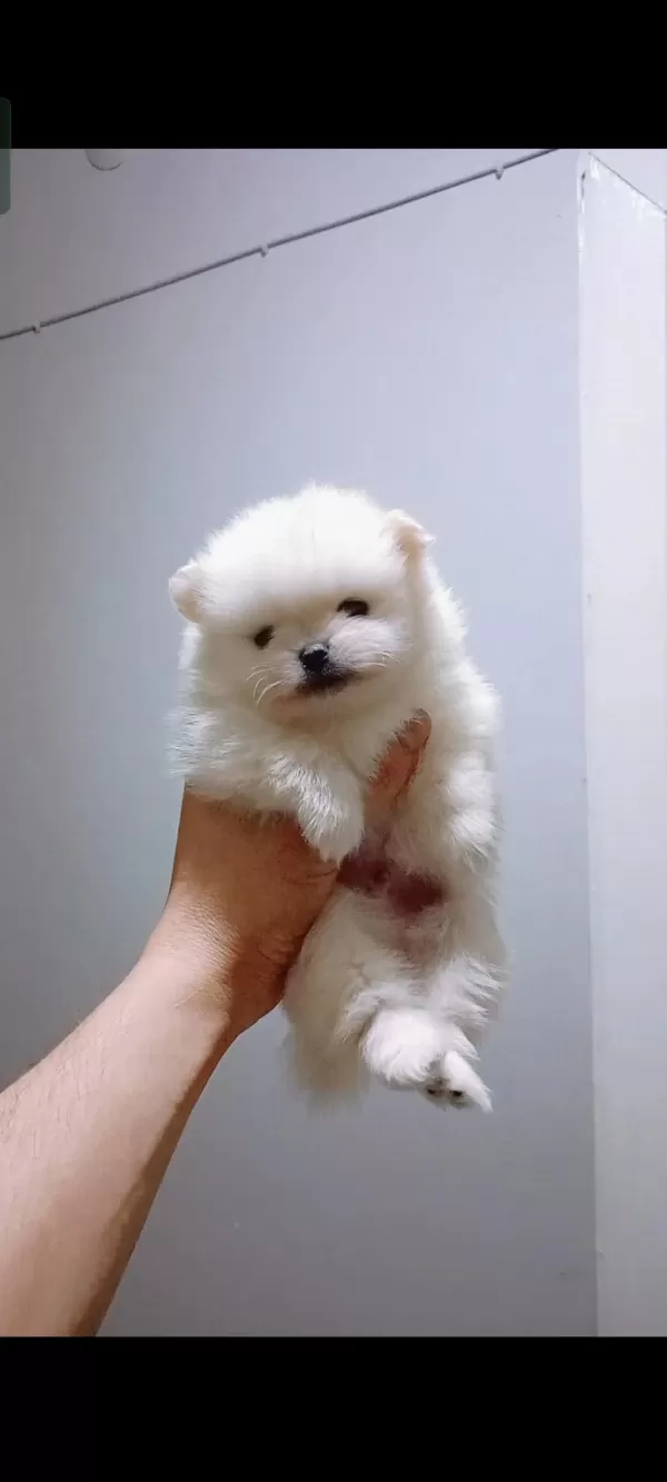 Pomeranian Boo 40 Günlük Yavru
