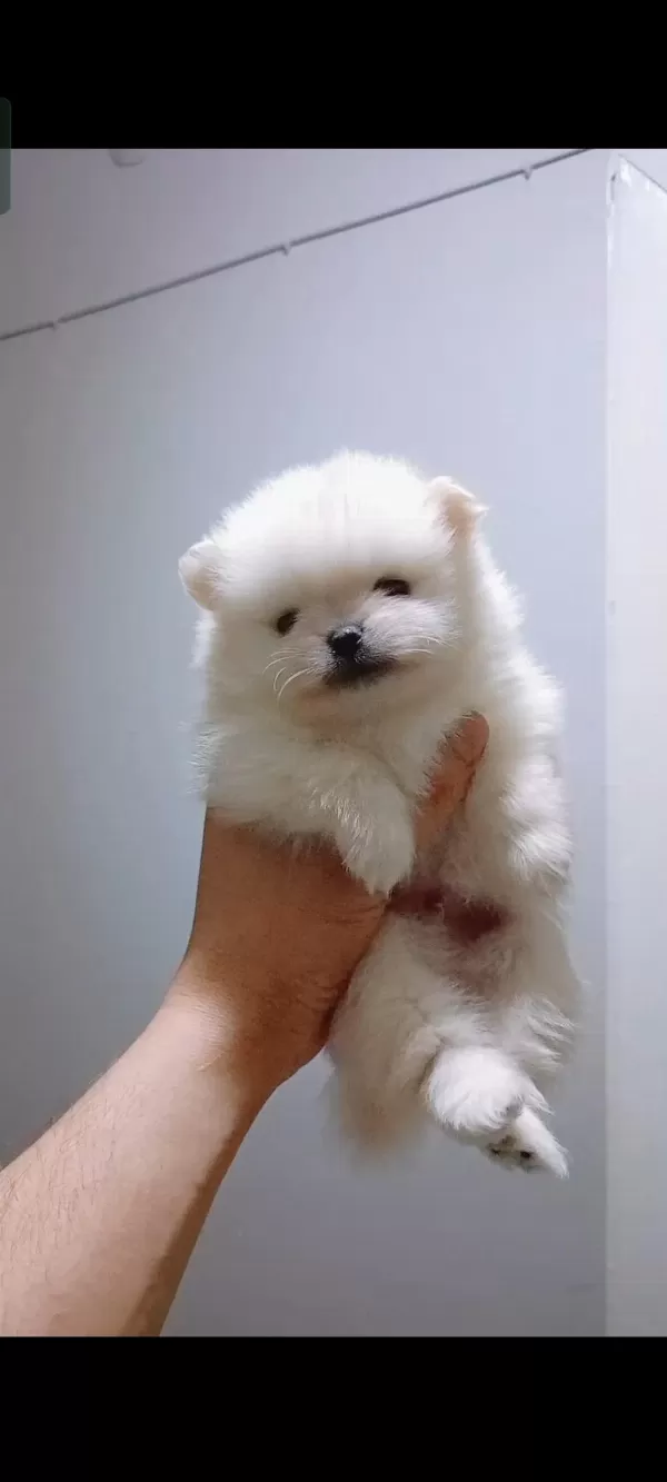 Pomeranian Boo 40 Günlük Yavru