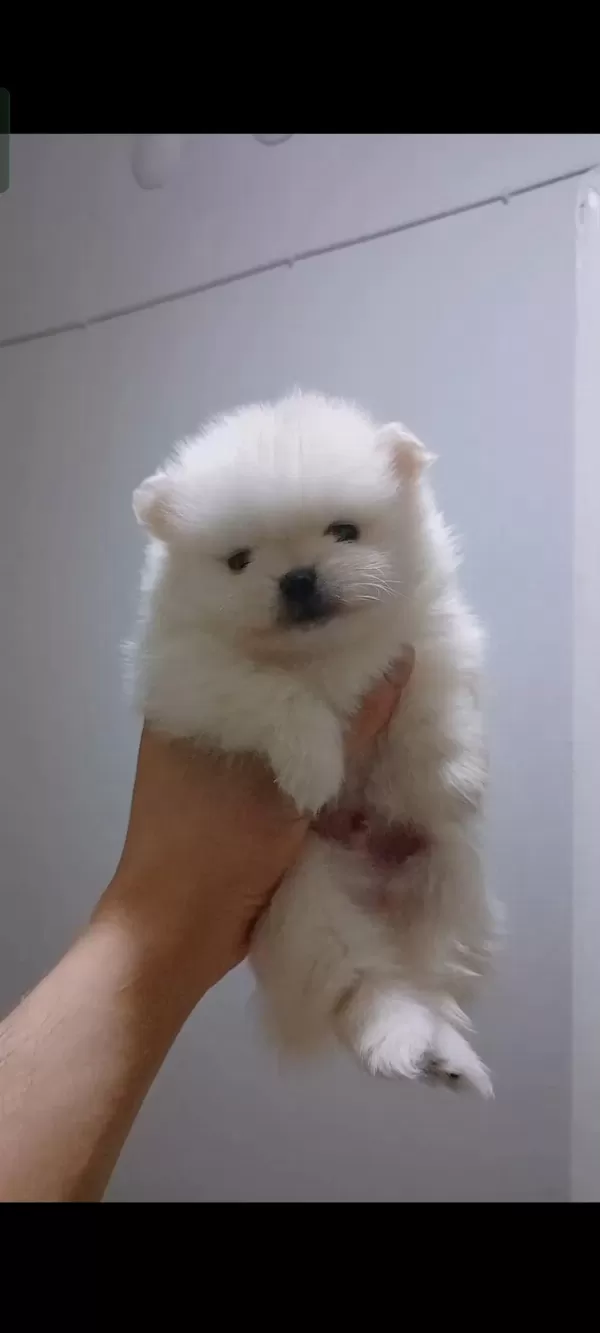 Pomeranian Boo 40 Günlük Yavru