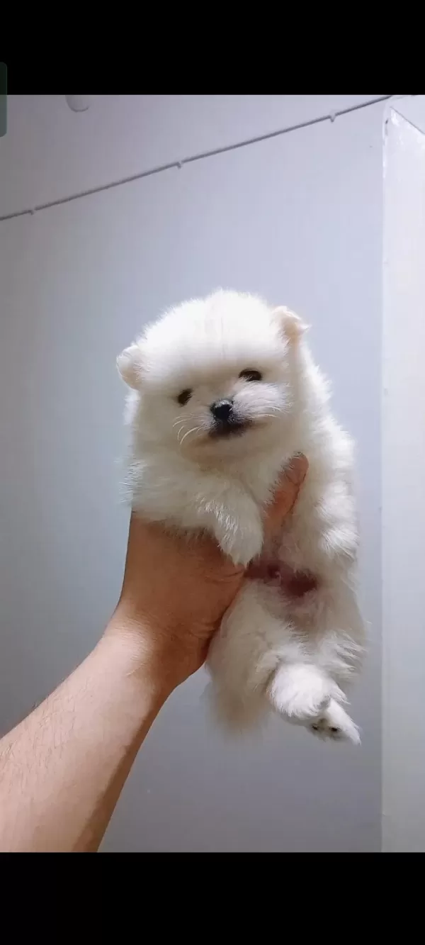 Pomeranian Boo 40 Günlük Yavru