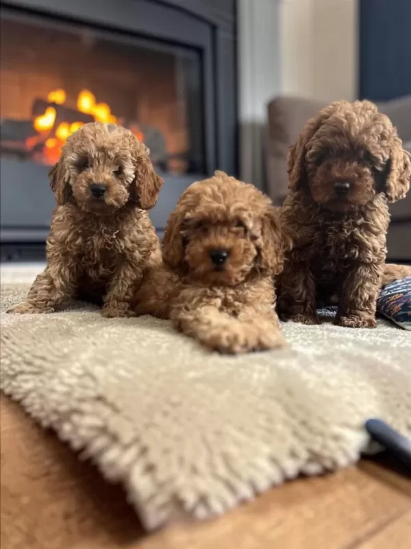 Toy Poodle Türkiye Starları
