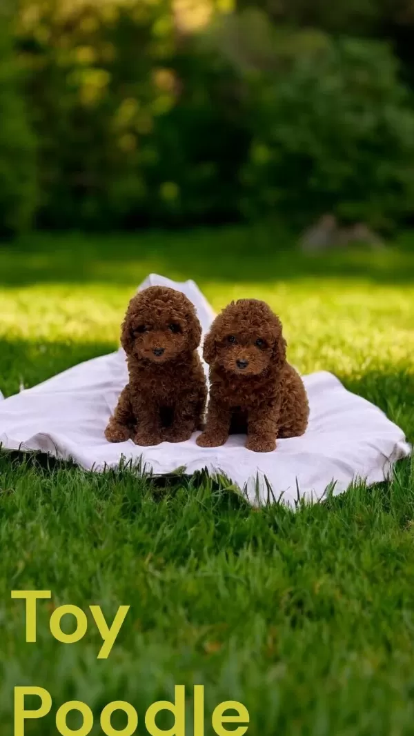 Toy Poodle Türkiye Starları