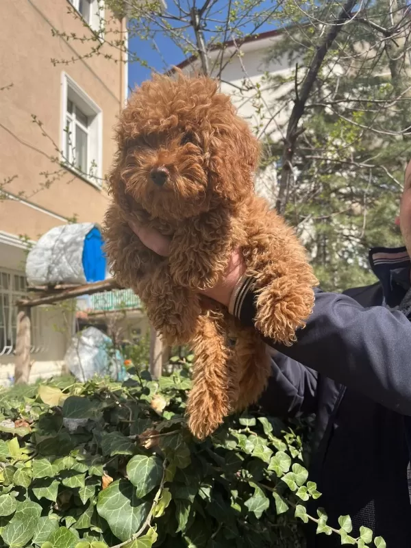 Toy Poodle Türkiye Starları