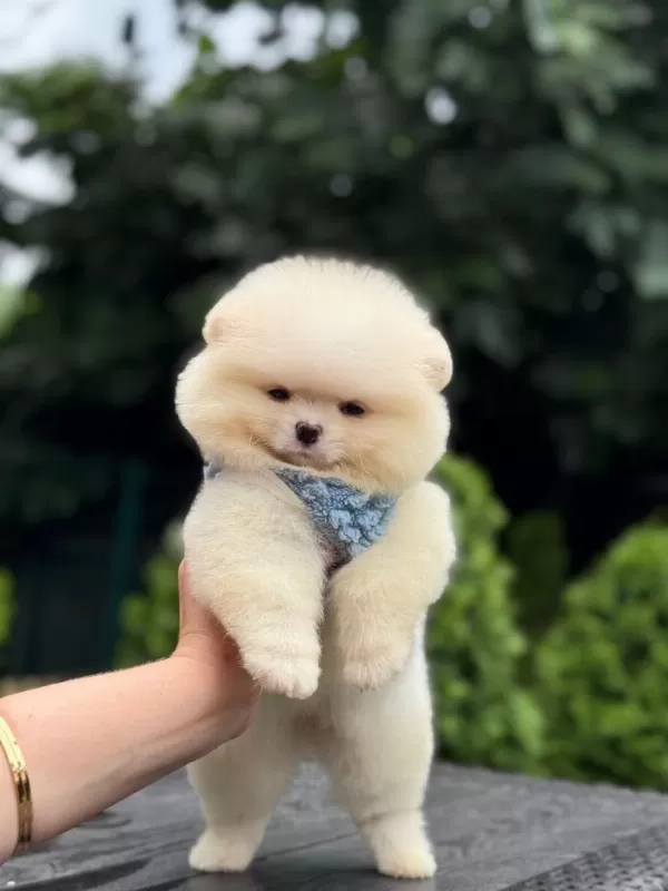 Sevimli Pomeranian Boo