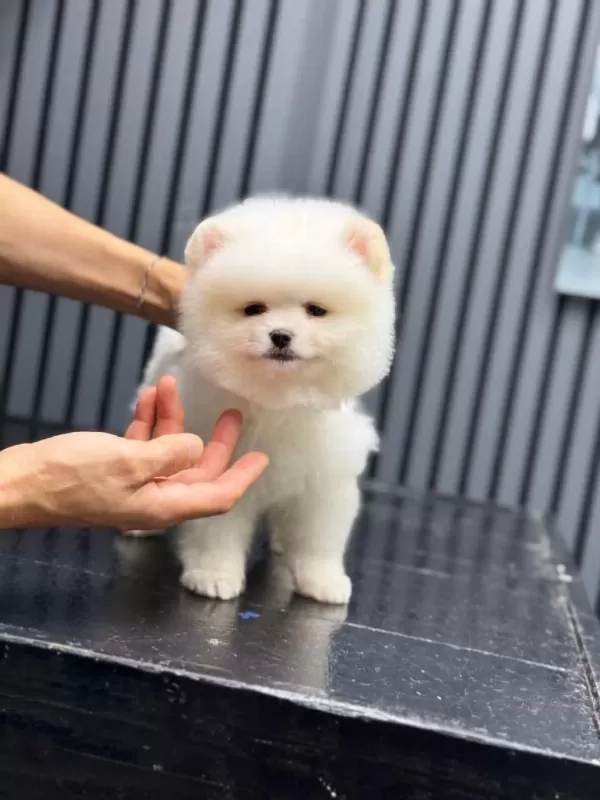 Sevimli Pomeranian Boo