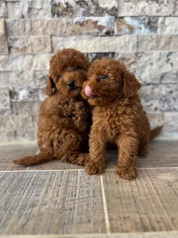 Mikrochipli Hipoalerjenik Red Brown Poodle Yavrular