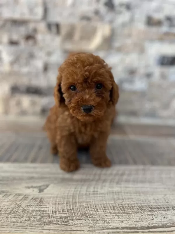 Mikrochipli Hipoalerjenik Red Brown Poodle Yavrular