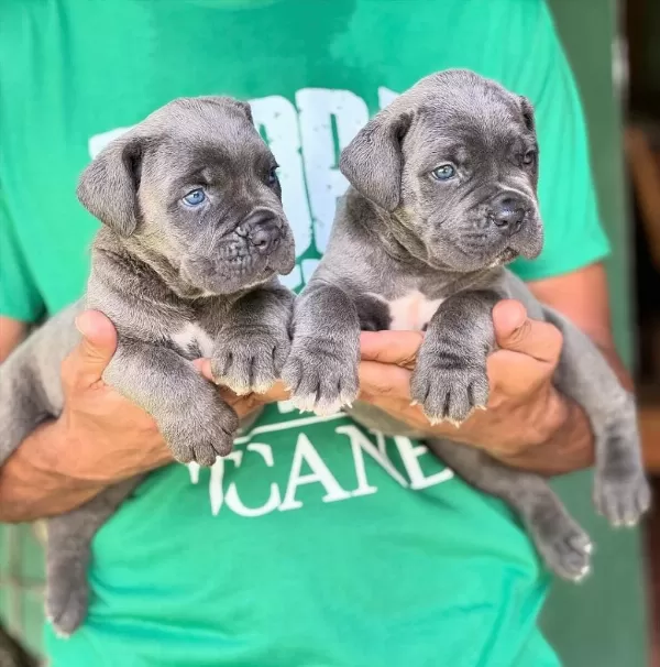 Blue Cane Corso Yavrulari