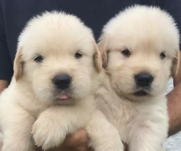 Golden Retriever Yavrulari