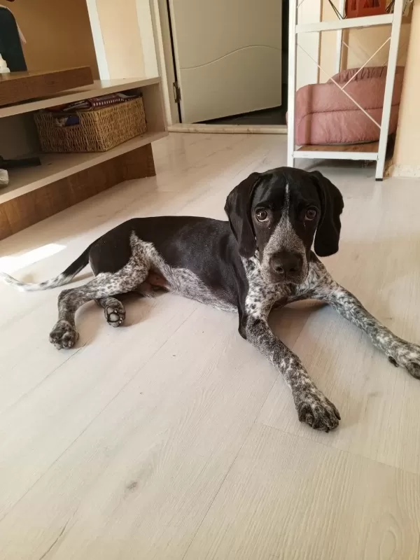 Alman Pointer Erkek Köpeğimize Yuva Arıyoruz