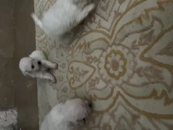 Korekan Maltese Terrier
