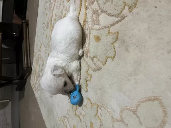 Korekan Maltese Terrier