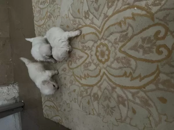 Korekan Maltese Terrier