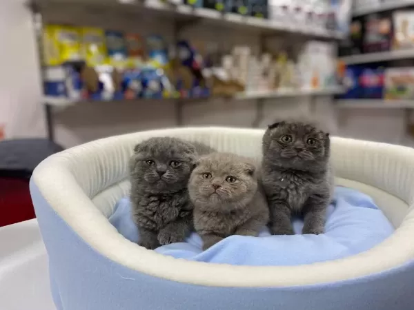 Show Kalite Tam Kapali Kulak Scottish Fold