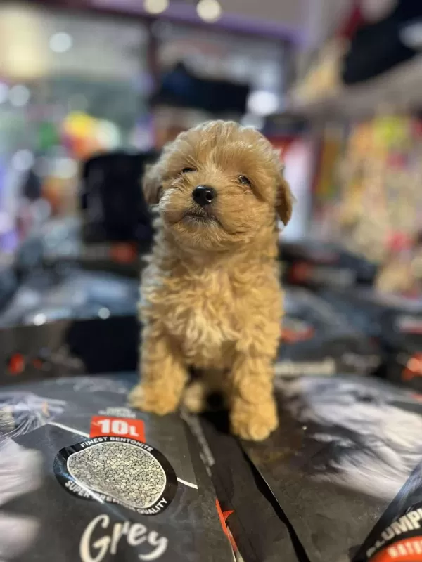 Efsane Güzellikte Hipoalerjenik Teacup Maltipoo
