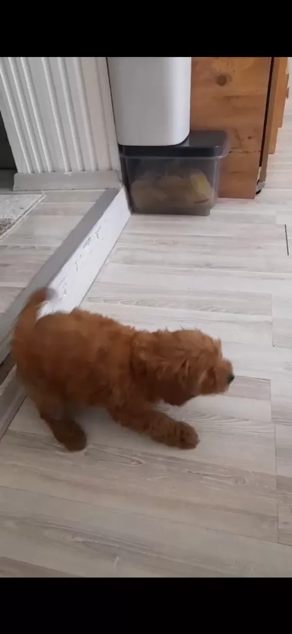 Akıllı sevimli oyuncu