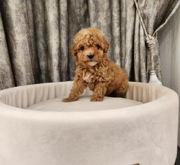 Ruhsatli Köpek Çiftliğinden Maltipoo Yavrularimiz