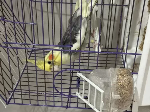Konuşan Erkek Jumbo Sultan Papağanı 5000