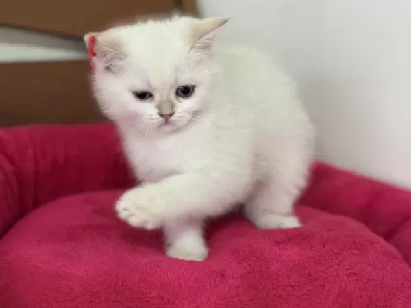 Show Kalite Goldenpoint British Shorthair Yavrular