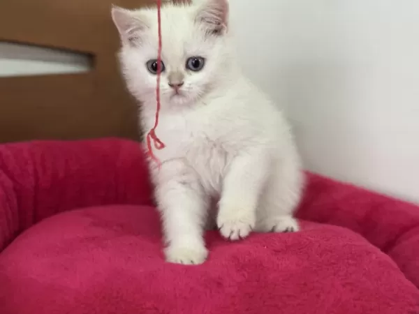 Show Kalite Goldenpoint British Shorthair Yavrular