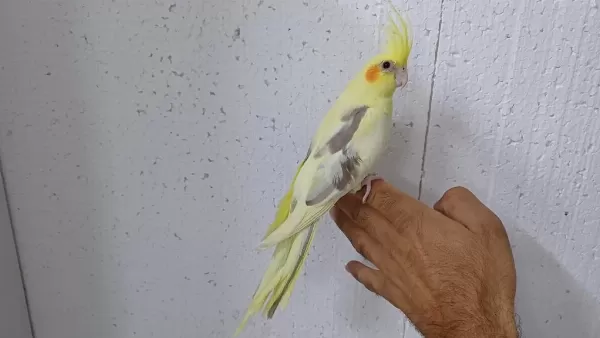 Yavru Sultan Papağanı Ele Alışık
