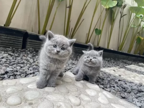 British Shorthair Yavrulari