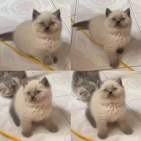 British Shorthair Yavrulari