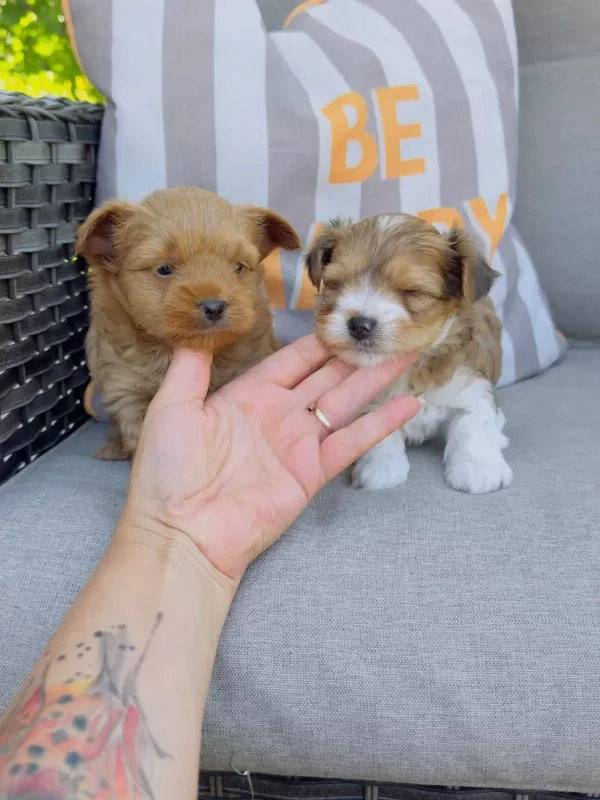 Petmode Köpek Çiftliğinden Morkie Yavrularımız