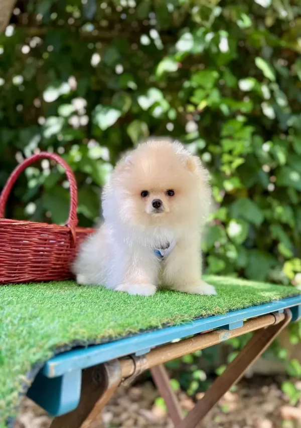Safkan Pomeranian Boo Yavrularımız