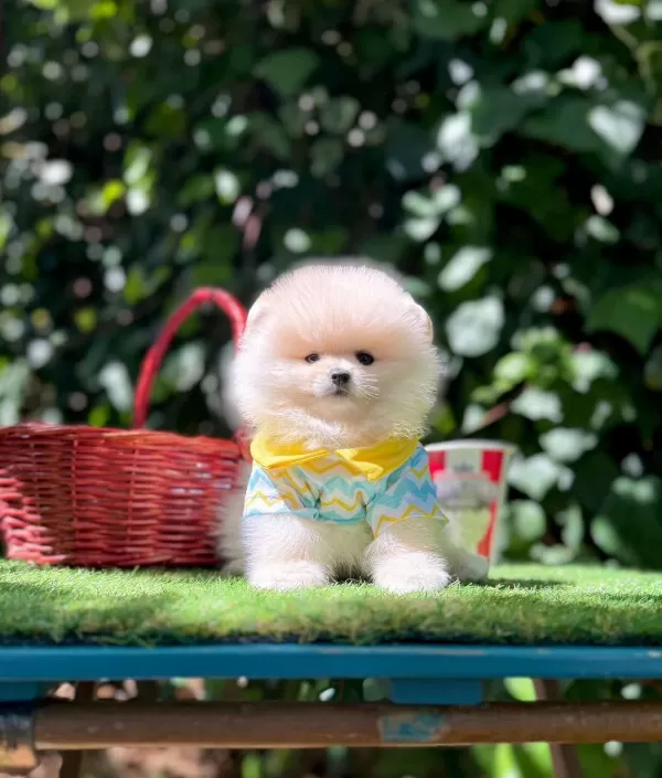 Safkan Pomeranian Boo Yavrularımız
