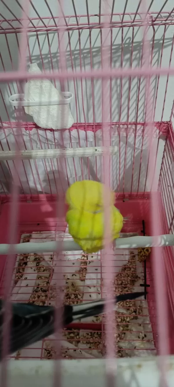 Damızlık Muhabbet Kuşları Çift