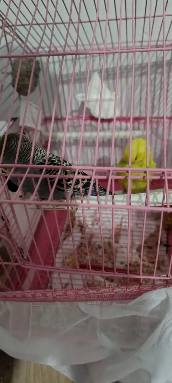 Damızlık Muhabbet Kuşları Çift