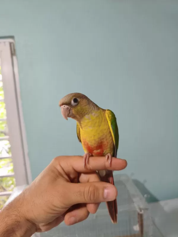2 Aylık Yavru Konur Papağanı 1 Adet Kaldı