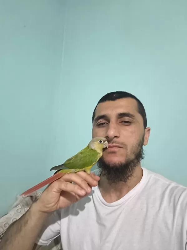 2 Aylık Yavru Konur Papağanı 1 Adet Kaldı
