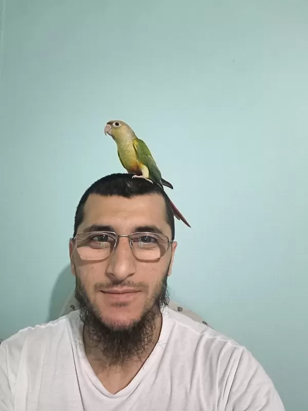 2 Aylık Yavru Konur Papağanı 1 Adet Kaldı