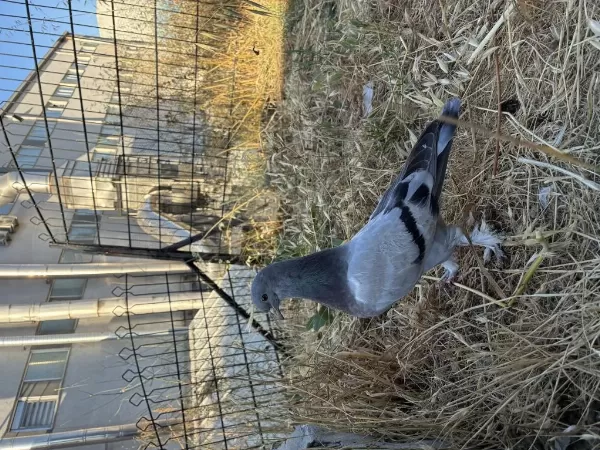 Sağlıklı Yavru Güvercin