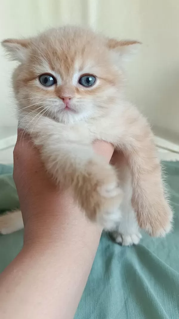 Safkan British Shorthair Bebeklerimiz