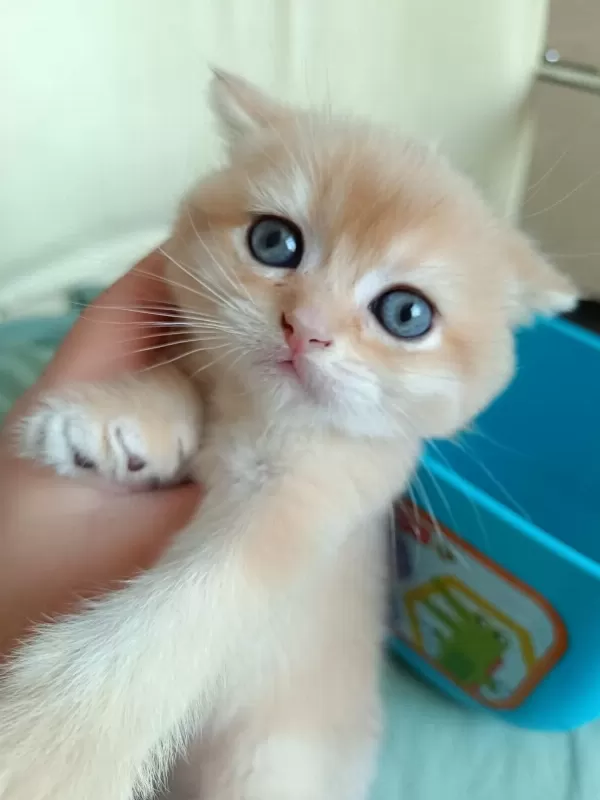 Safkan British Shorthair Bebeklerimiz