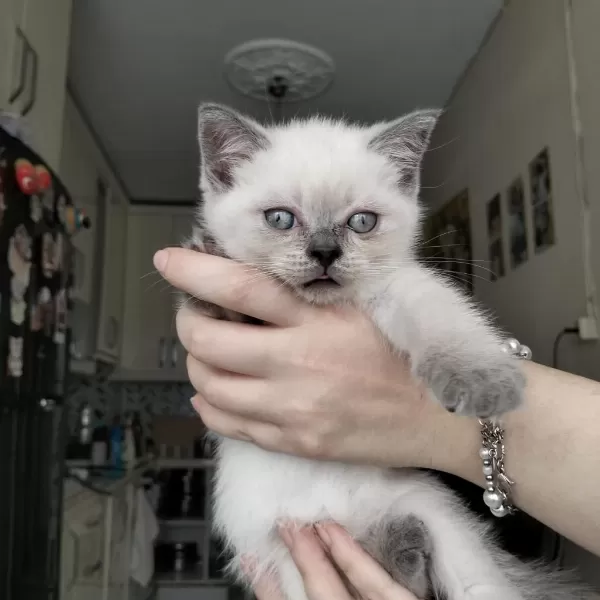 British Shorthair Yavrularımız İrk Sağlık Garantili