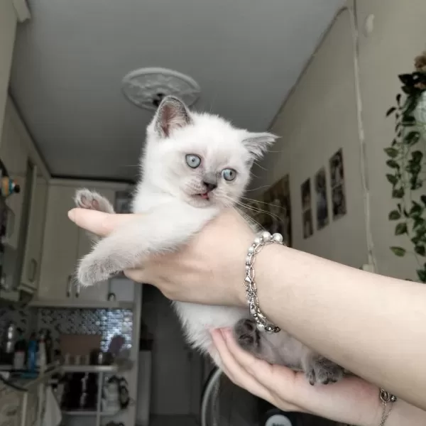 British Shorthair Yavrularımız İrk Sağlık Garantili
