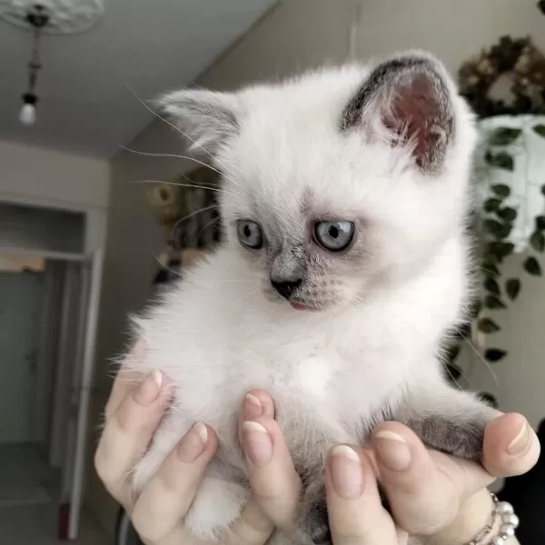 British Shorthair Yavrularımız İrk Sağlık Garantili