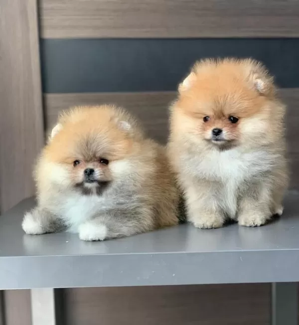 Antalya Pomeranian Yavrulari
