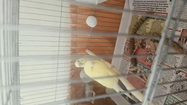Sağlıklı Takım Muhabbet Kuşu