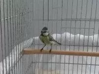 Mavi Baştankara Kuşu Erkek