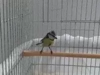 Mavi Baştankara Kuşu Erkek