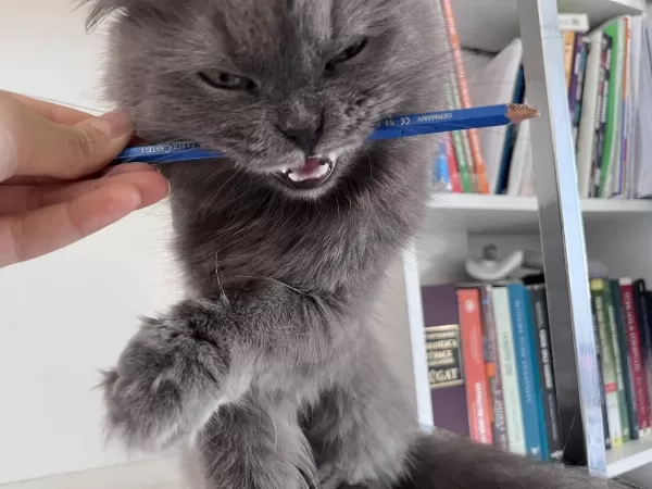 Hamile Kedim Devamı Açıklamada