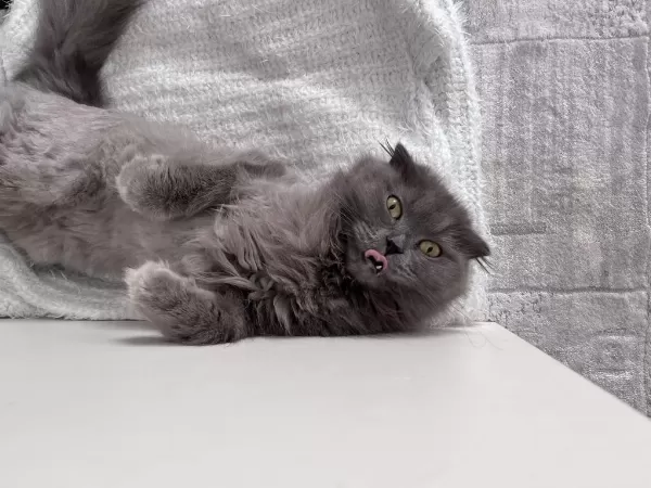 Hamile Kedim Devamı Açıklamada