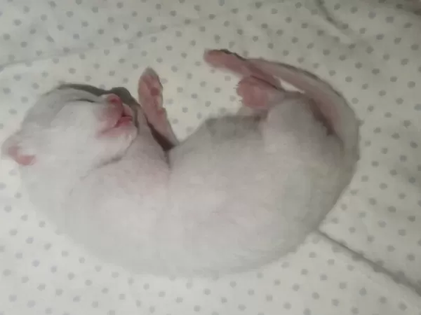 British Shorthair Sahiplendirme Beyaz