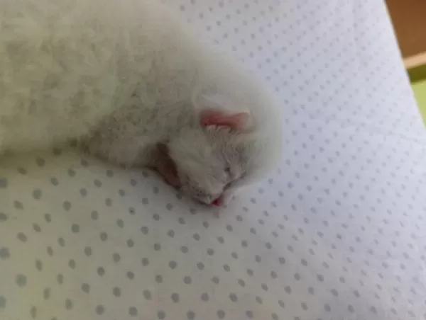 British Shorthair Sahiplendirme Beyaz