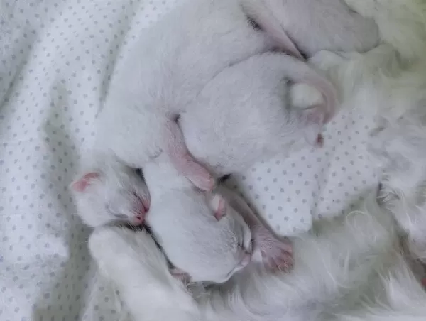 British Shorthair Sahiplendirme Beyaz